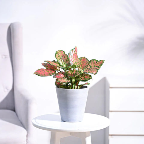 Aglaonema Pink Beauty