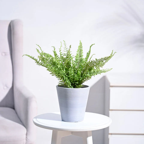 Fern Fluffy Ruffle