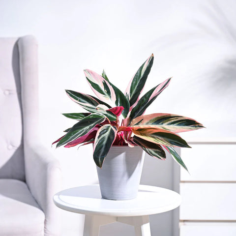 Stromanthe Triostar