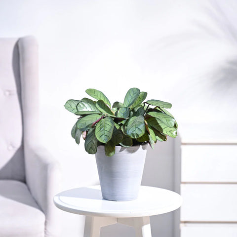Calathea Burle Marxi