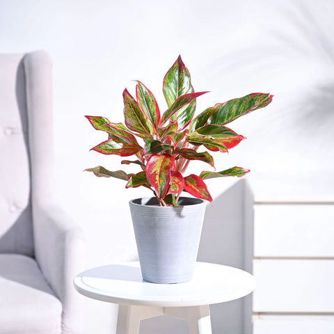 Aglaonema Siam Aurora