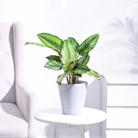 Calathea Pinstripe