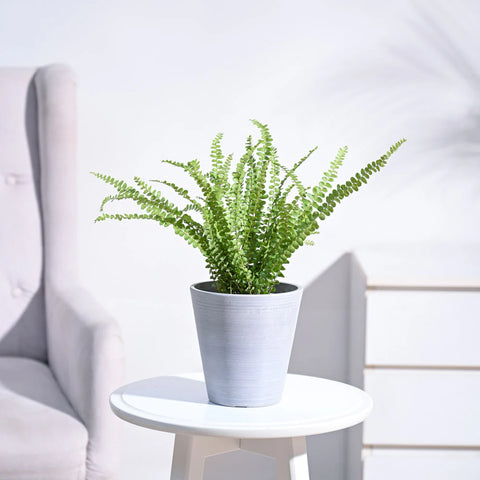 Button Fern