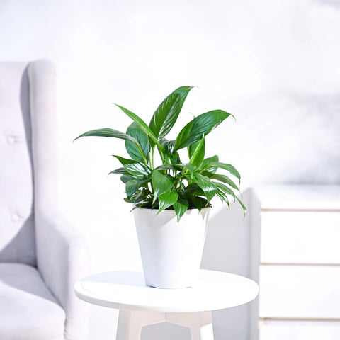 Peace Lily