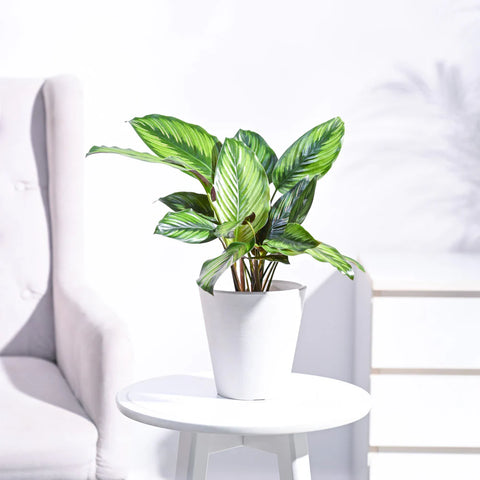 Calathea Pinstripe