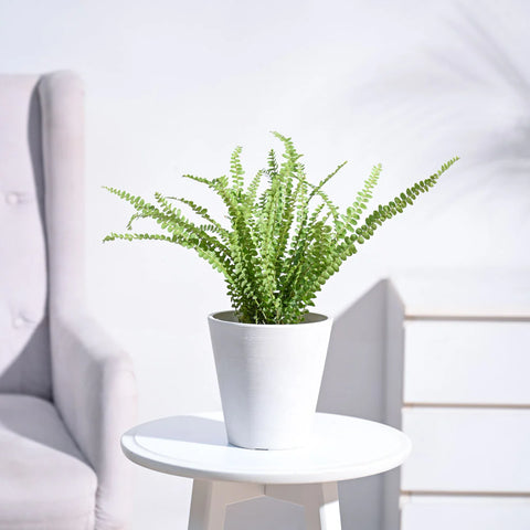Button Fern