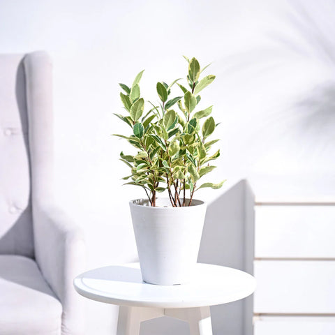 Ficus Prestige