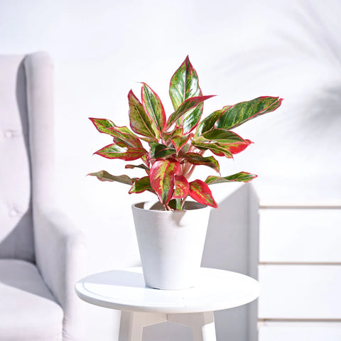 Aglaonema Siam Aurora