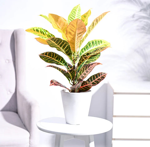 Croton Petra