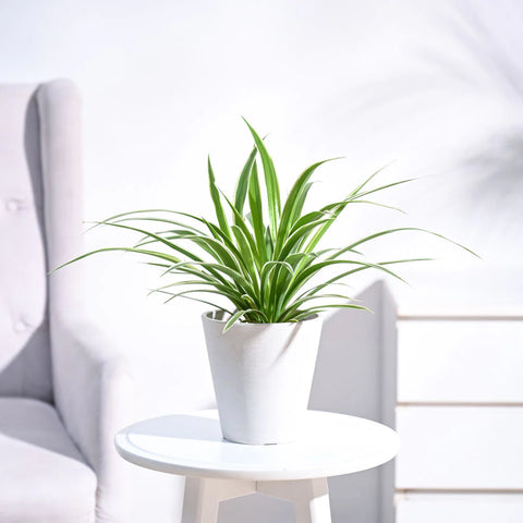 Chlorophytum Spider Plant - Reverse