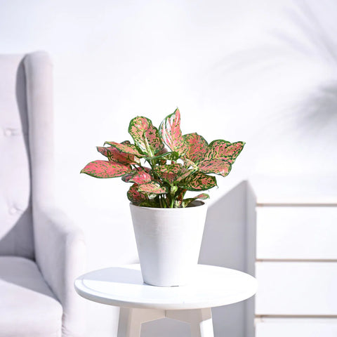 Aglaonema Pink Beauty