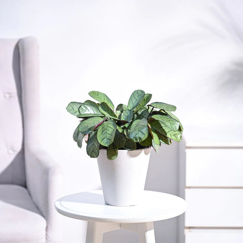 Calathea Burle Marxi