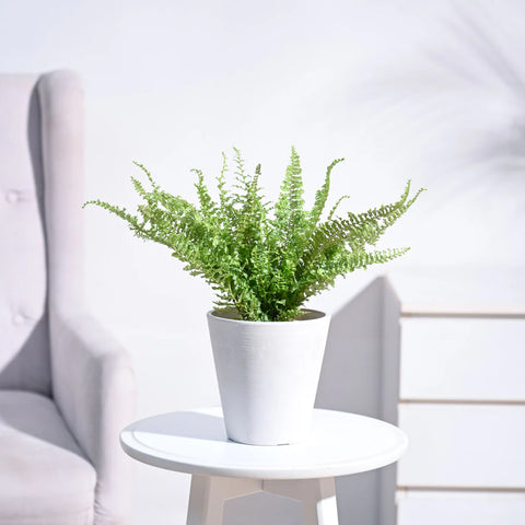 Fern Fluffy Ruffle