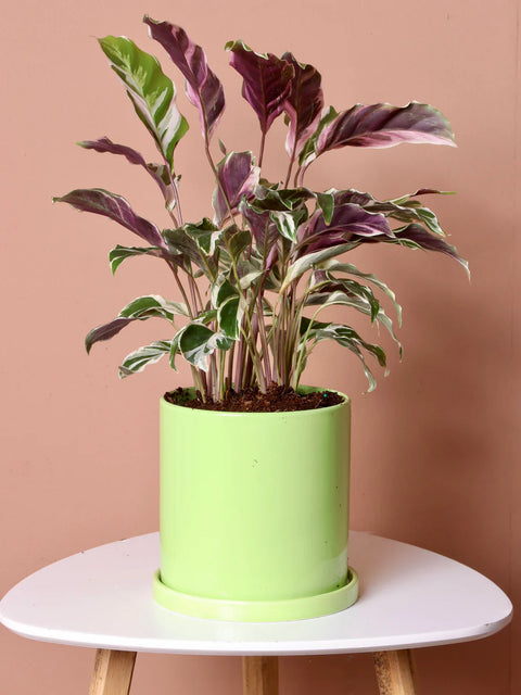 Calathea Lietzei - White Fusion