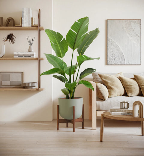 Bird of Paradise XL
