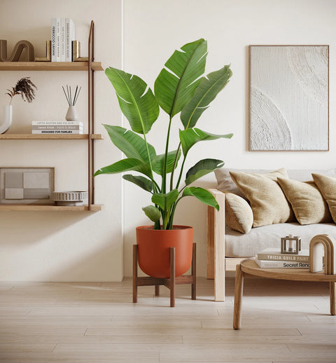 Bird of Paradise XL