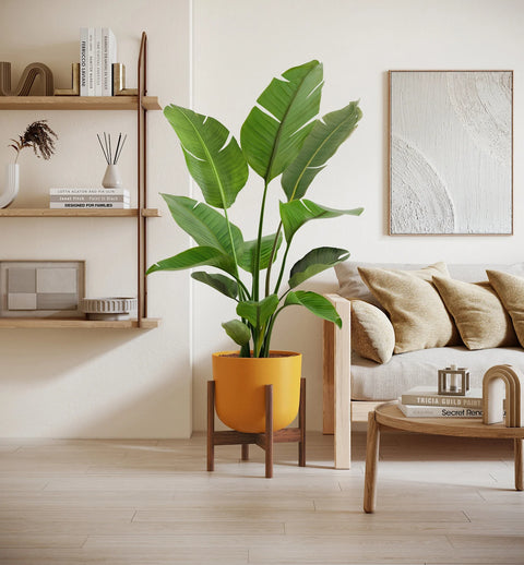 Bird of Paradise XL