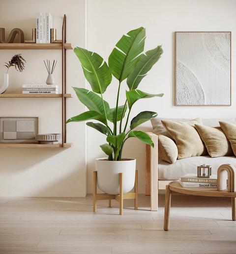 Bird of Paradise XL