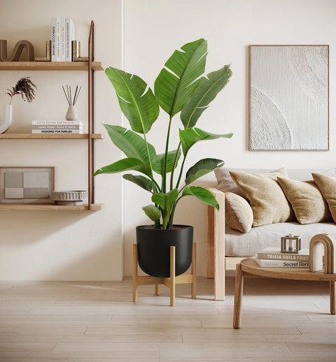 Bird of Paradise XL