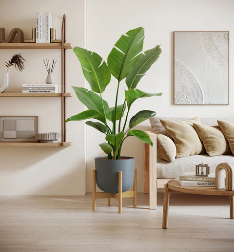 Bird of Paradise XL