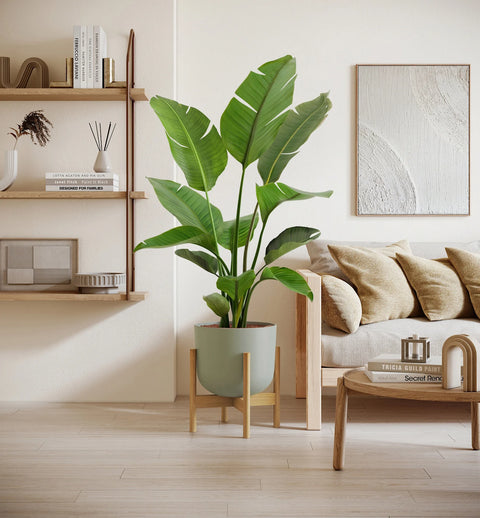 Bird of Paradise XL