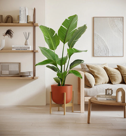 Bird of Paradise XL
