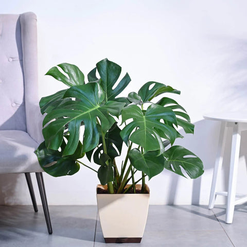 Monstera Deliciosa