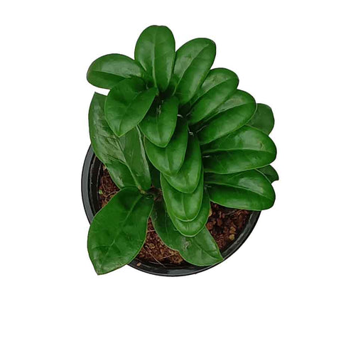 Dwarf ZZ Plant