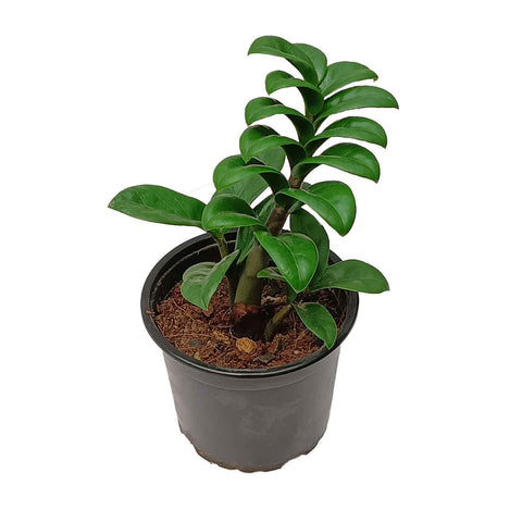 Dwarf ZZ Plant