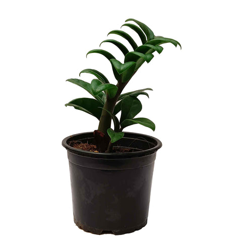 Dwarf ZZ Plant