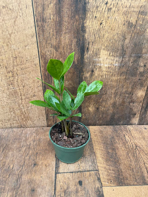 Dwarf ZZ Plant