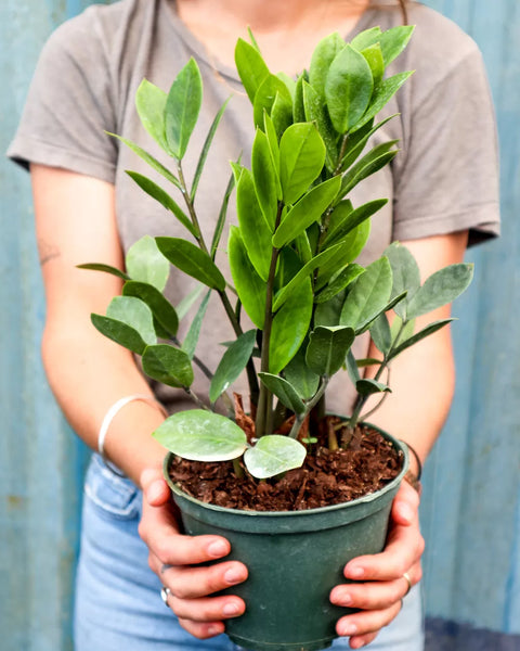 Zamioculcas Zamiifolia (ZZ Plant)