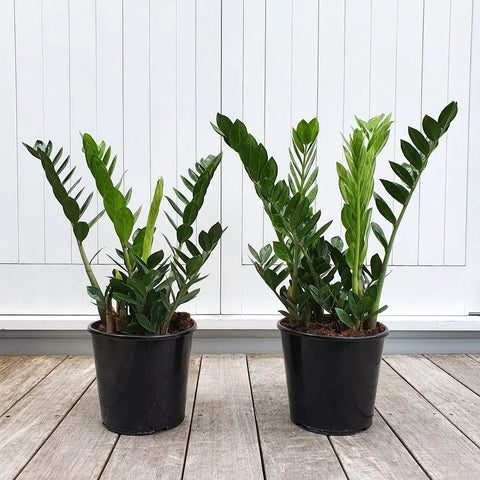 Zamioculcas Zamiifolia (ZZ Plant)