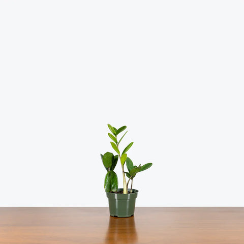 Dwarf ZZ Plant