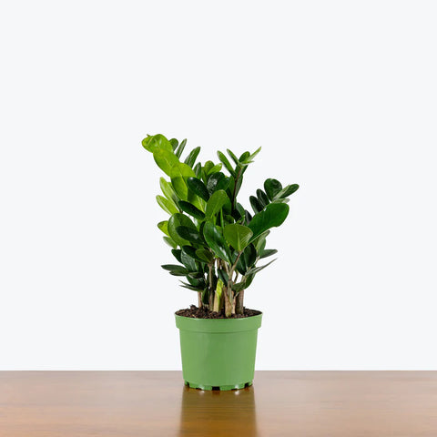 Zamioculcas Zamiifolia (ZZ Plant)
