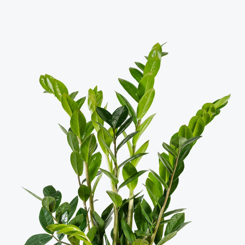 Zamioculcas Zamiifolia (ZZ Plant)
