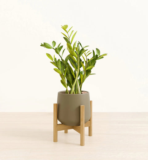 Zamioculcas Zamiifolia (ZZ Plant)
