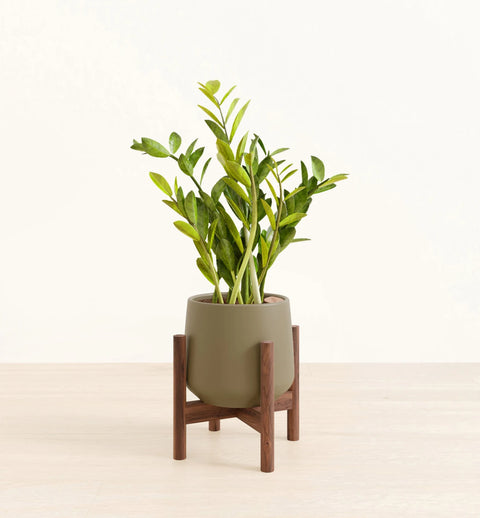 Zamioculcas Zamiifolia (ZZ Plant)