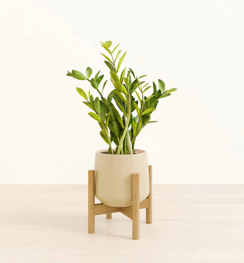 Zamioculcas Zamiifolia (ZZ Plant)