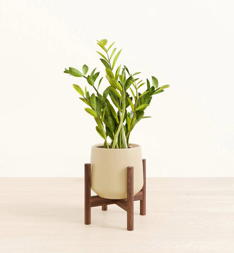 Zamioculcas Zamiifolia (ZZ Plant)