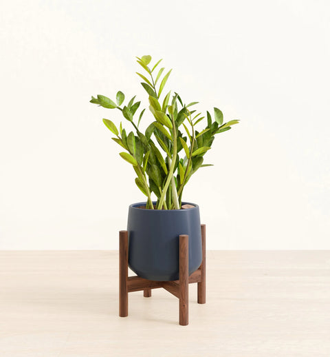 Zamioculcas Zamiifolia (ZZ Plant)