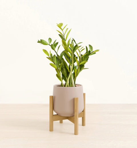 Zamioculcas Zamiifolia (ZZ Plant)