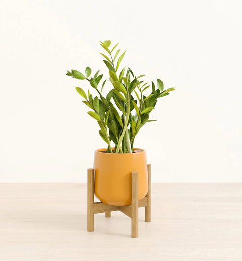 Zamioculcas Zamiifolia (ZZ Plant)