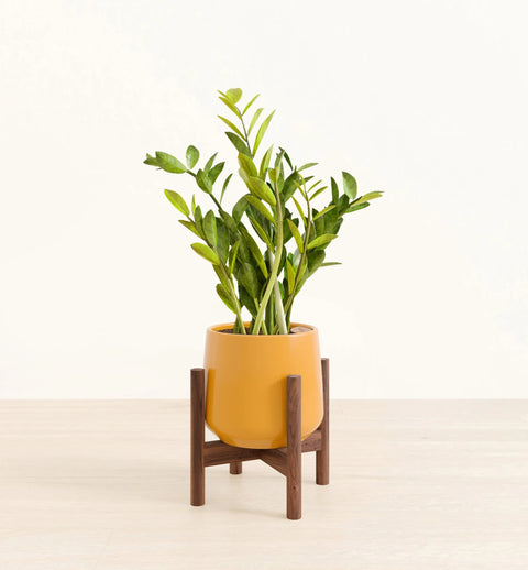 Zamioculcas Zamiifolia (ZZ Plant)
