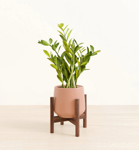 Zamioculcas Zamiifolia (ZZ Plant)