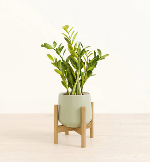 Zamioculcas Zamiifolia (ZZ Plant)