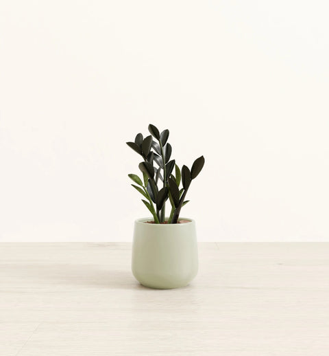 Zamioculcas Zamiifolia - Raven