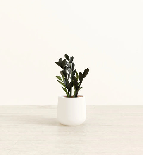 Zamioculcas Zamiifolia - Raven
