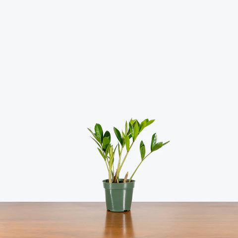 Dwarf ZZ Plant