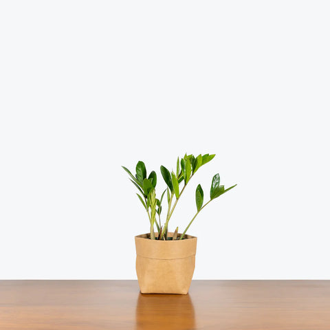 Dwarf ZZ Plant
